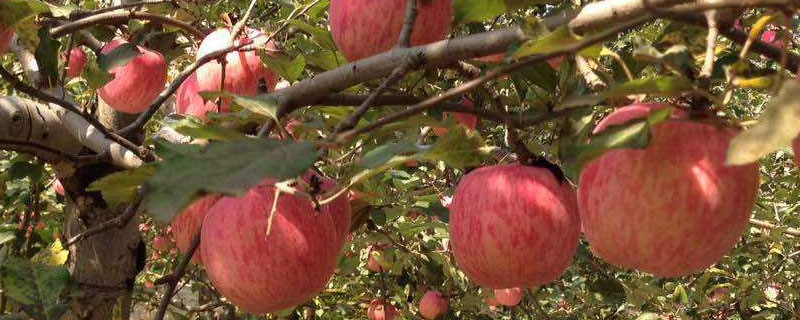 国内选育的苹果新品种 新品种苹果苗