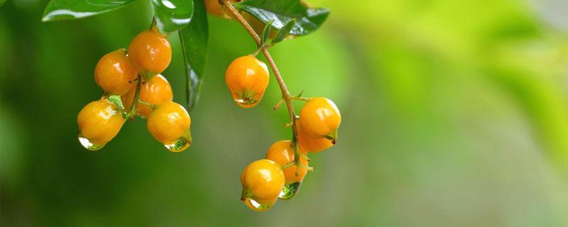 华西秋雨对农业生产的影响（华西秋雨对苹果生产的影响）