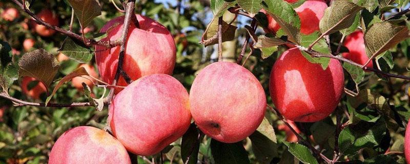 蘋果樹(shù)開(kāi)花前打什么藥