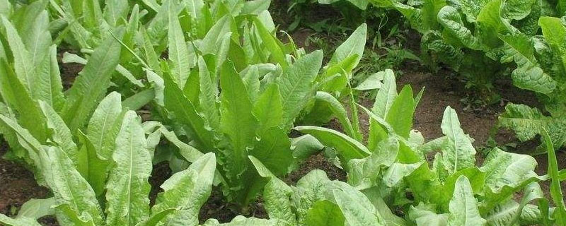 油麦菜几月份种植（油麦菜种几月份种）