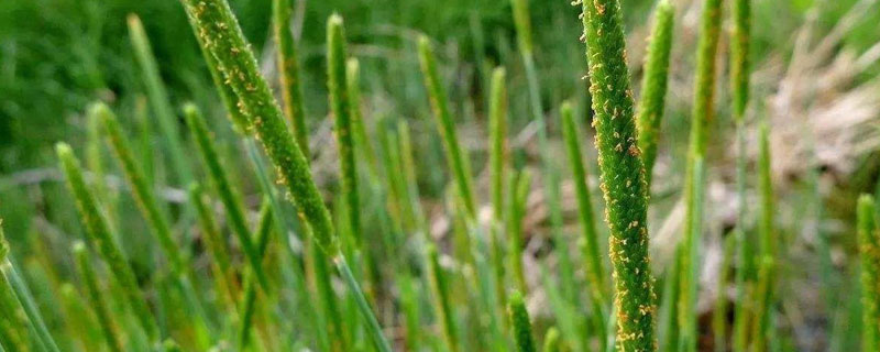 哪種農藥除野燕麥管用 野燕麥田專用除草劑