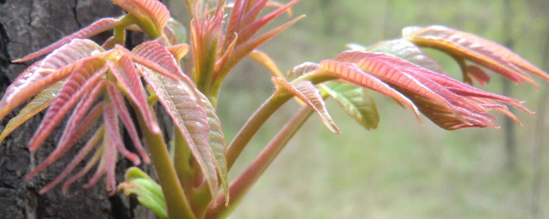 香椿冬天在室内发芽吗 香椿发芽最适温度