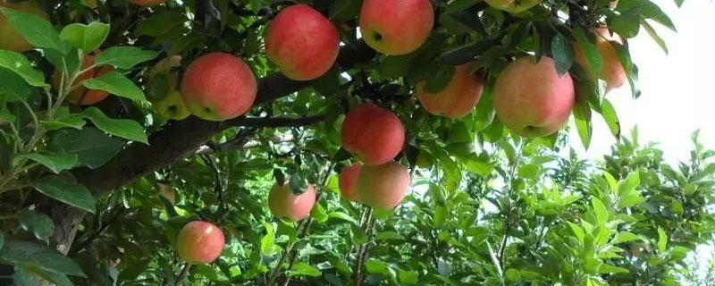 蘋果樹松塔形栽植技術(shù) 介紹蘋果樹松塔