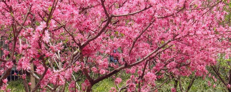 桃树能嫁接杏树吗（桃树能嫁接杏树吗什么时候嫁接）