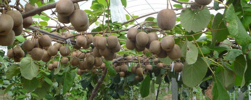 猕猴桃和奇异果的区别 猕猴桃和奇异果的营养价值