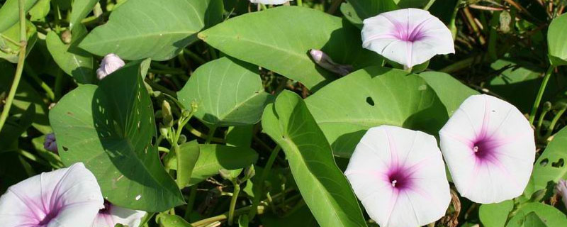 空心菜田用什么除草劑 空心菜打什么除草劑