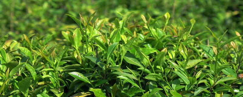 茶树蚜虫的防治方法 茶蚜虫的生物制剂防治方法