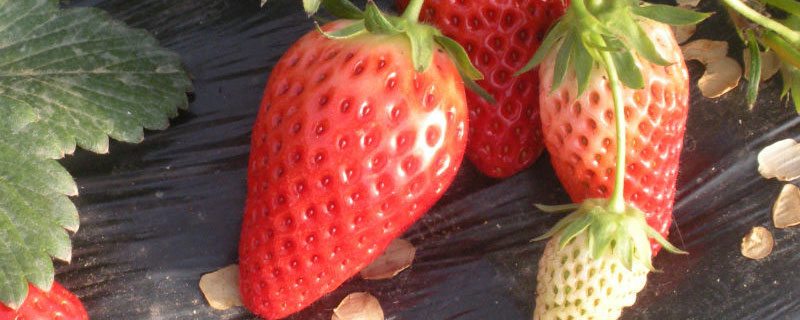 草莓发芽后怎么养护 草莓发芽后怎么护理