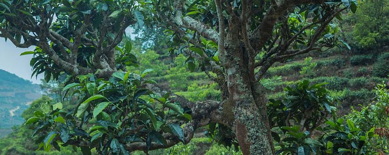 茶樹冬天生長情況（茶樹冬天開花）