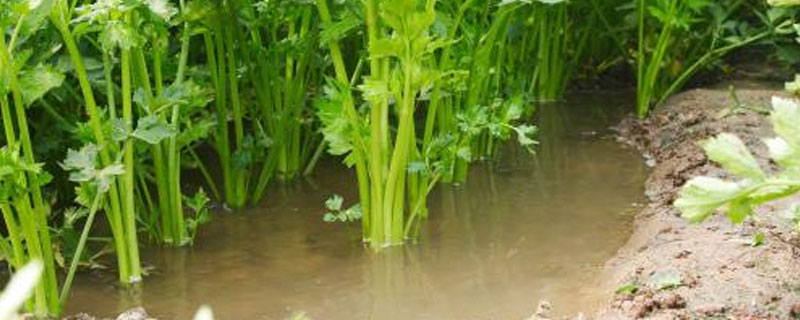 芹菜葉斑病特效藥（芹菜葉斑病病癥）