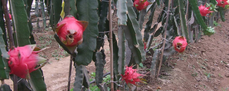 火龍果北方種植可以嗎（北方種植火龍果可行嗎）