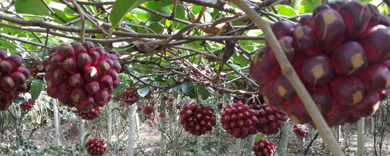 布福娜種植缺陷 布福娜種植技術(shù)