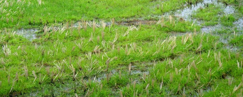 水田封闭除草啥药好 水田封闭药除草剂什么时候打合适