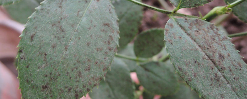 月季花黑斑病用什么药（月季花黑斑病用什么药比较好三注童）