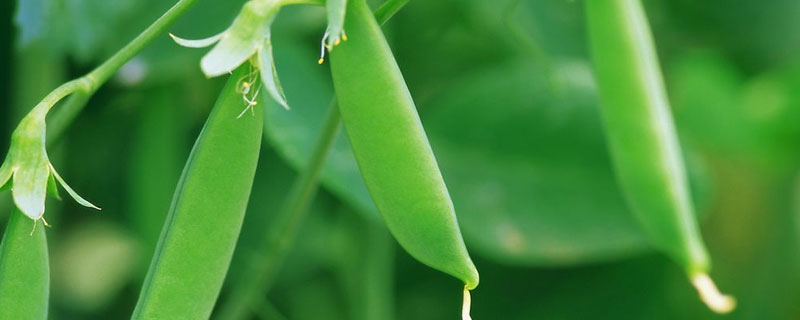 豆角打藥幾天可以吃 豆角打過農(nóng)藥幾天能吃