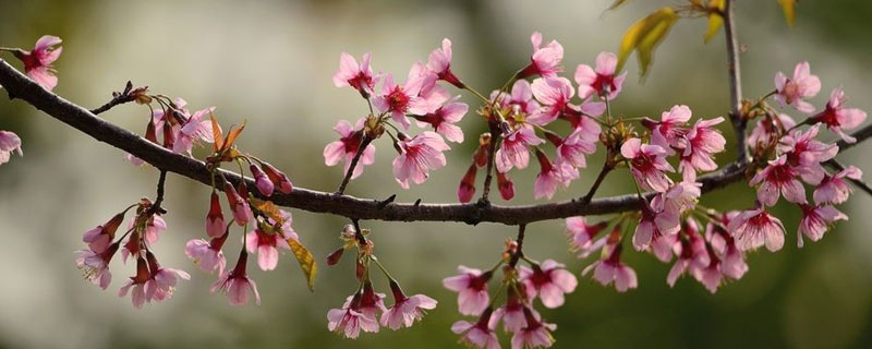 赏樱花时间（赏樱花时节）