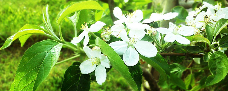 苹果开花打什么药（苹果开花前打什么农药）