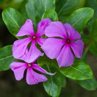 鳳仙花（鳳仙花的養(yǎng)殖方法和注意事項(xiàng)）