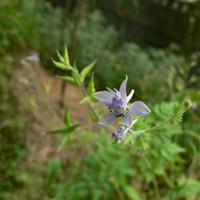 广东万年青（广东万年青开花图片）