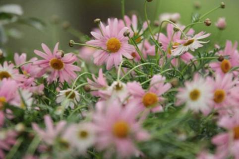 瑪格麗特不開花，施加磷鉀肥并去除頂芽