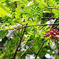 杜鹃花 杜鹃花几月开花