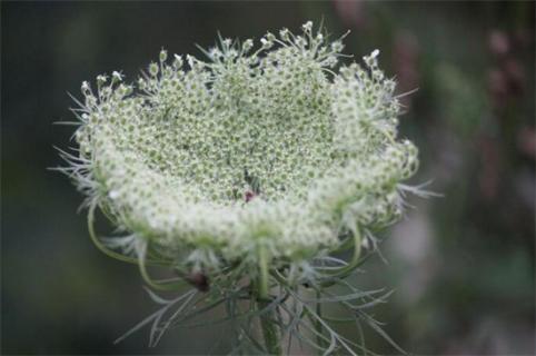 白芷種植技術(shù)，三個(gè)步驟手把手教你種植