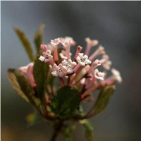 花木蓝 花木兰是什么科