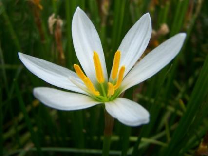 葱莲的花期，葱莲什么时候开花（葱莲开花时间）