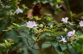 酒瓶花（酒瓶花瓶图片大全）