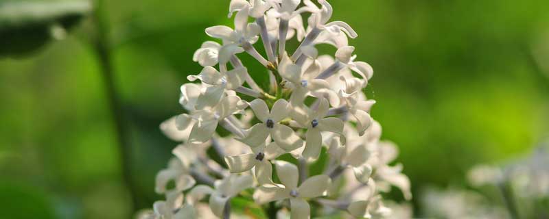 丁香花象征 丁香花象征著什么意思