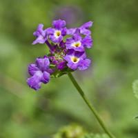 蛾蝶花（蛾蝶花花语）