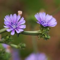 龙面花（龙面花耐热吗）