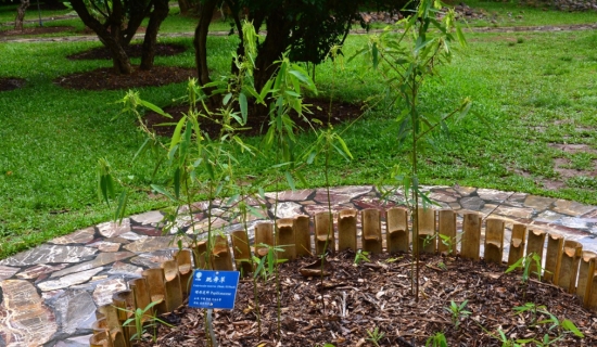 会“跳舞”的植物——跳舞草（跳舞草植物图片）