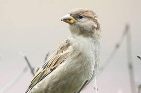 雀 雀鳄鳝