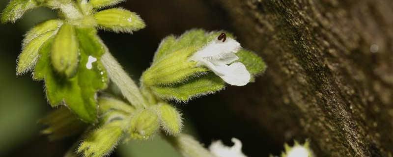 白花草有几种 白花草本植物