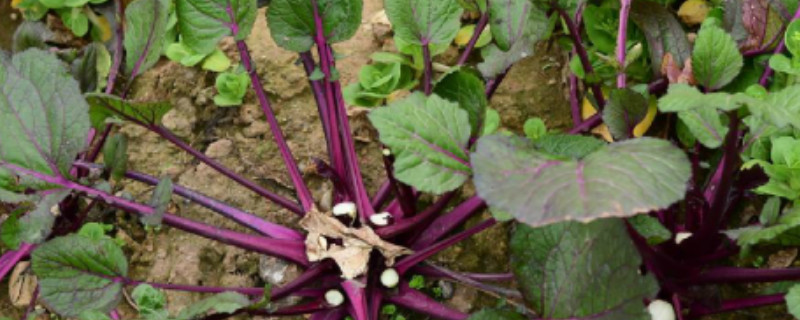 红菜苔叶子很大要不要摘掉 红菜苔要摘叶子吗