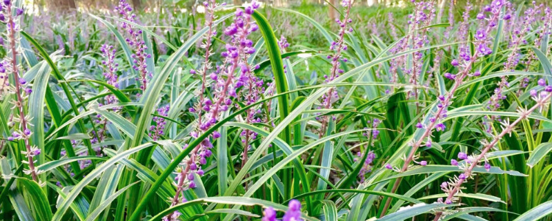 沿階草花語（沿階草的花語）