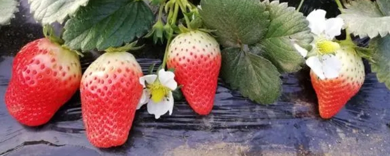 红玉草莓苗品种介绍（草莓新品种红玉）