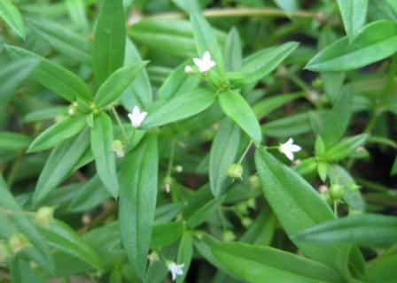 百花蛇舌草的介绍（百花蛇舌草的用途）