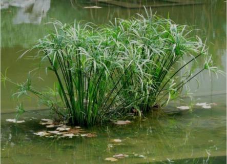 怎樣水養(yǎng)旱傘草（雨傘水草怎樣栽種）