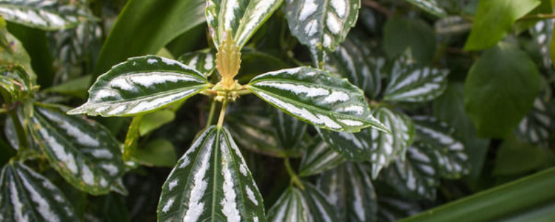 西瓜皮椒草有毒嗎（植物西瓜皮椒草有毒嗎）