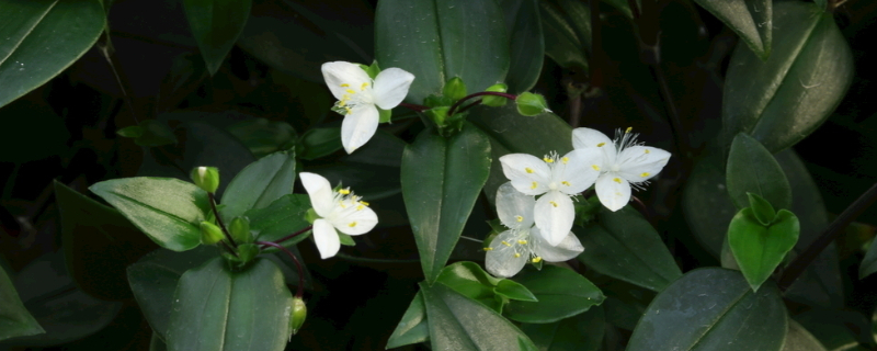 白花紫露草有毒吗 白花紫露草怎样入药