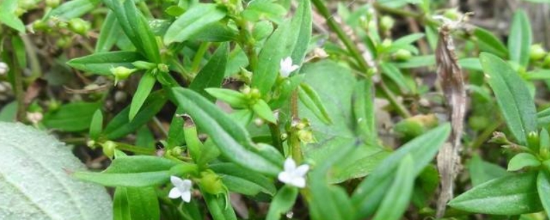 白花蛇舌草形态特征（白花蛇舌草形态特征用法）