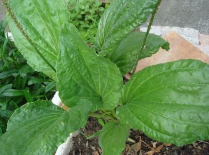 车前草怎么吃：食用车前子期间尽量少吃刺激性食物