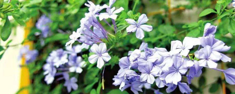 蓝雪花夏天养护注意事项（蓝雪花植物冬季怎么养护）