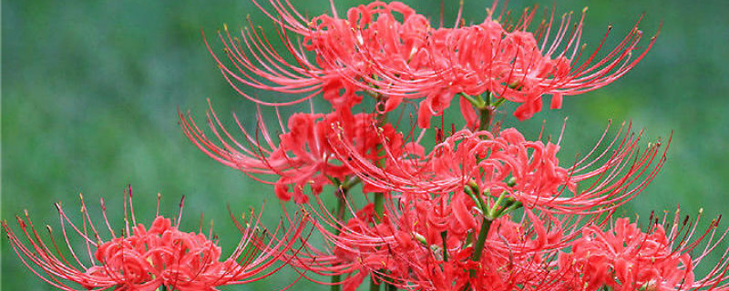 彼岸花花期開幾天（彼岸花一般開多久）