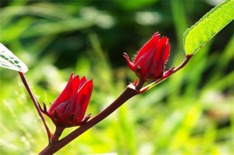 洛神花是什么花，一種茶花/草本植物 洛神花是什么花它的功效是什么