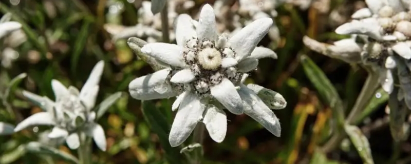 雪绒花的寓意（雪绒花的寓意和象征视频讲解）