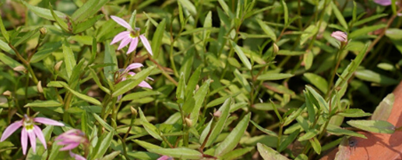 半边莲的阳台种植方法（半边莲的养殖方法）