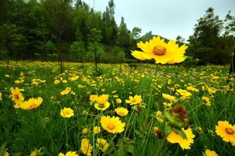 金盞菊田野